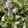 Hosta Loyalist #1 - Image 2